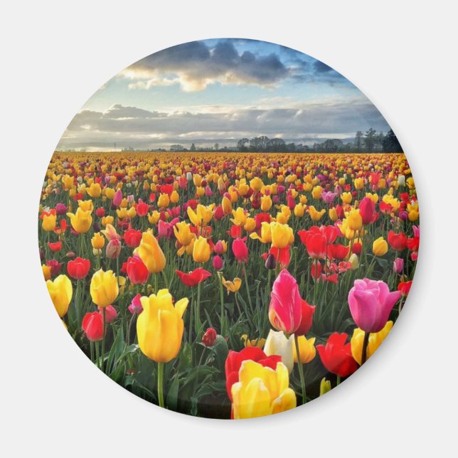 Íman Tulip (Frente)