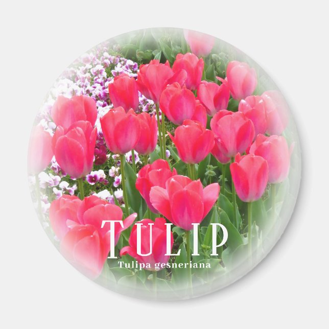Íman Tulip (Frente)