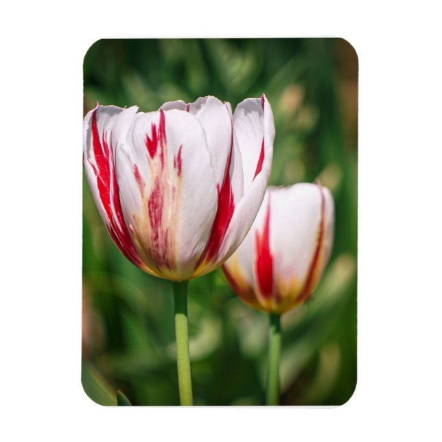 Íman Tulip Delight (Vertical)