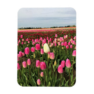 Íman Tulip Fazenda em Oregon