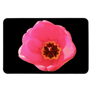 Íman Tulip Rosa Premium Magnet