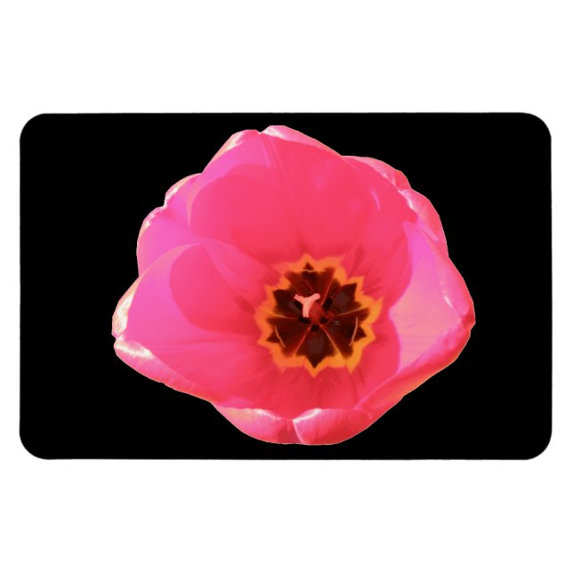 Íman Tulip Rosa Premium Magnet (Horizontal)