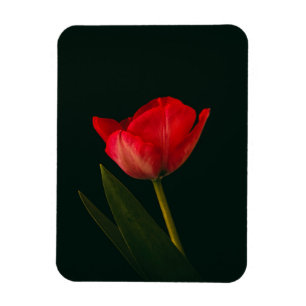 Íman Tulip Vermelho solteiro