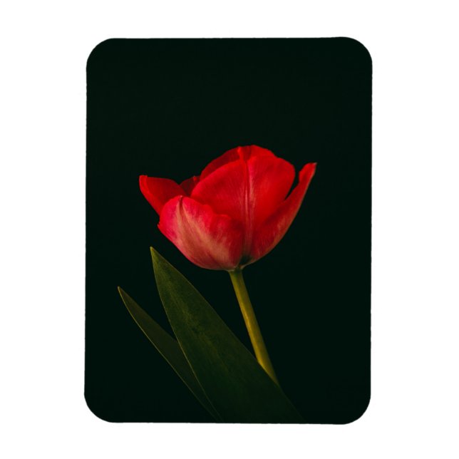 Íman Tulip Vermelho solteiro (Vertical)