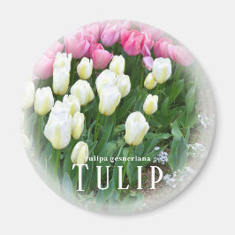 Íman Tulipa