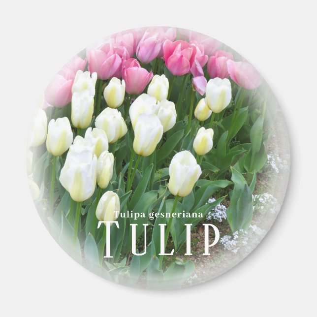 Íman Tulipa (Frente)