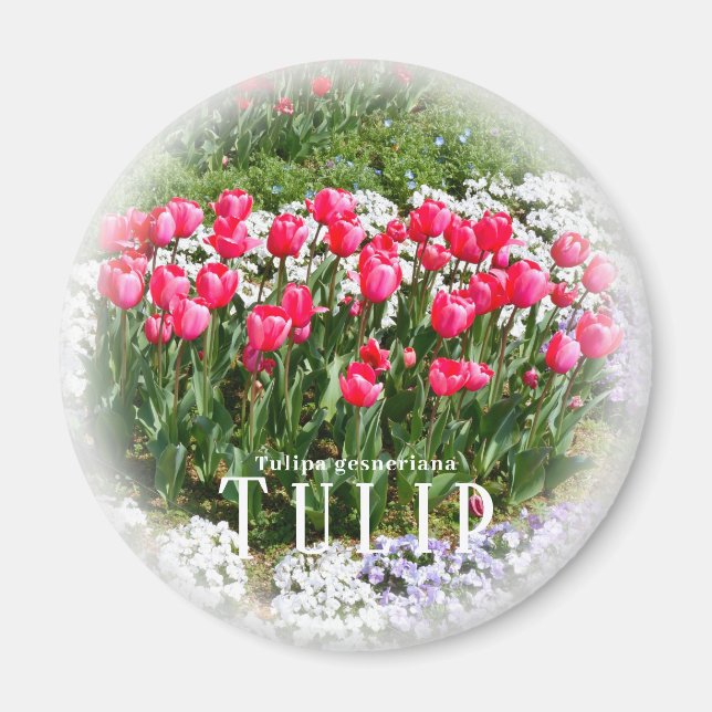 Íman Tulipa (Frente)