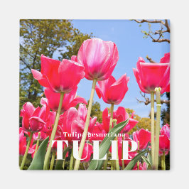Íman Tulipa