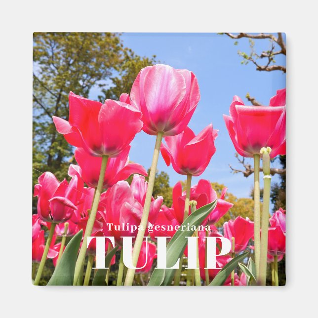 Íman Tulipa (Frente)