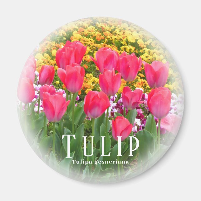 Íman Tulipa (Frente)