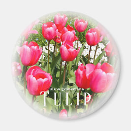 Íman Tulipa