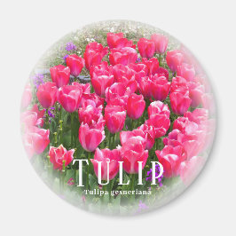 Íman Tulipa