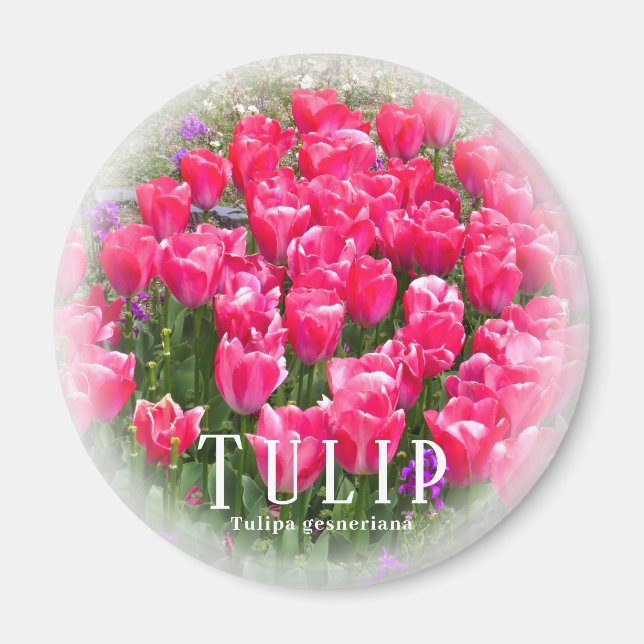 Íman Tulipa (Frente)