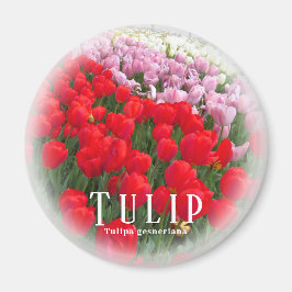 Íman Tulipa