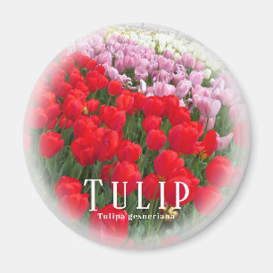Íman Tulipa