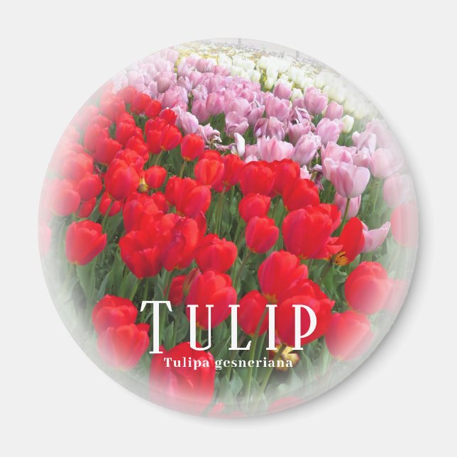 Íman Tulipa (Frente)