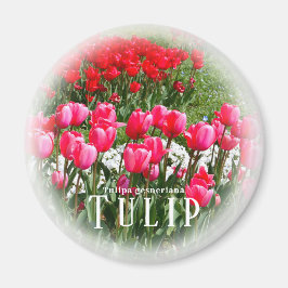 Íman Tulipa