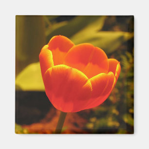 Íman Tulipa alaranjada