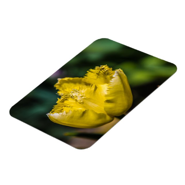 Íman Tulipa Amarela (Left Side)