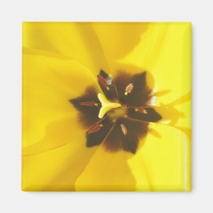 Íman Tulipa amarela ímã expor