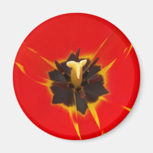 Íman tulipa amarela vermelha