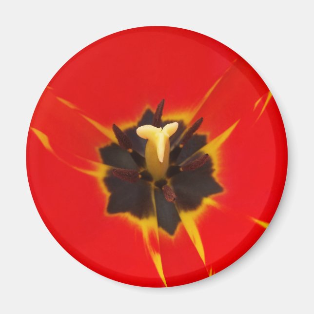 Íman tulipa amarela vermelha (Frente)