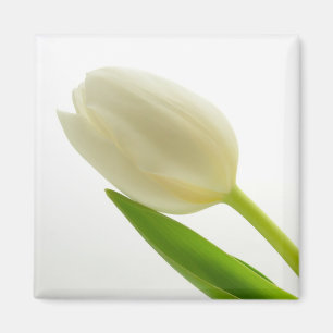 Íman Tulipa branca