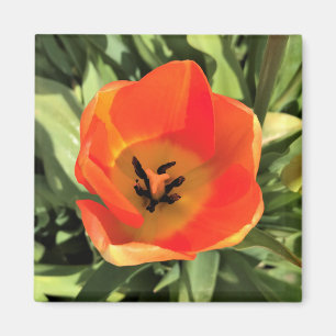 Íman Tulipa dentro Laranja