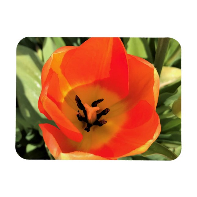Íman Tulipa dentro Laranja (Horizontal)