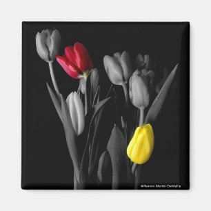 Íman Tulipa-Ímã