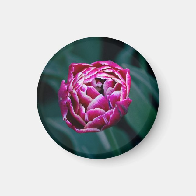 Íman tulipa rosa (Frente)