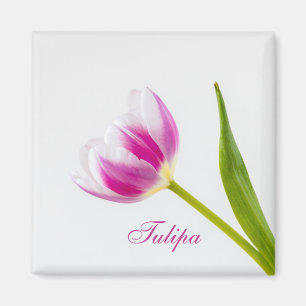 Íman Tulipa Rosa