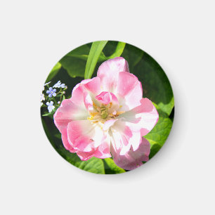 Íman Tulipa rosa-branca