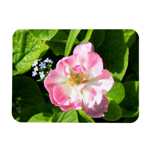 Íman Tulipa rosa-branca (Horizontal)