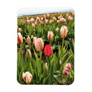 Íman Tulipa Rosa Destacando