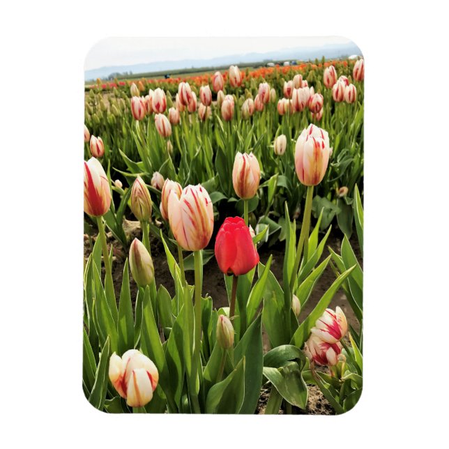 Íman Tulipa Rosa Destacando (Vertical)