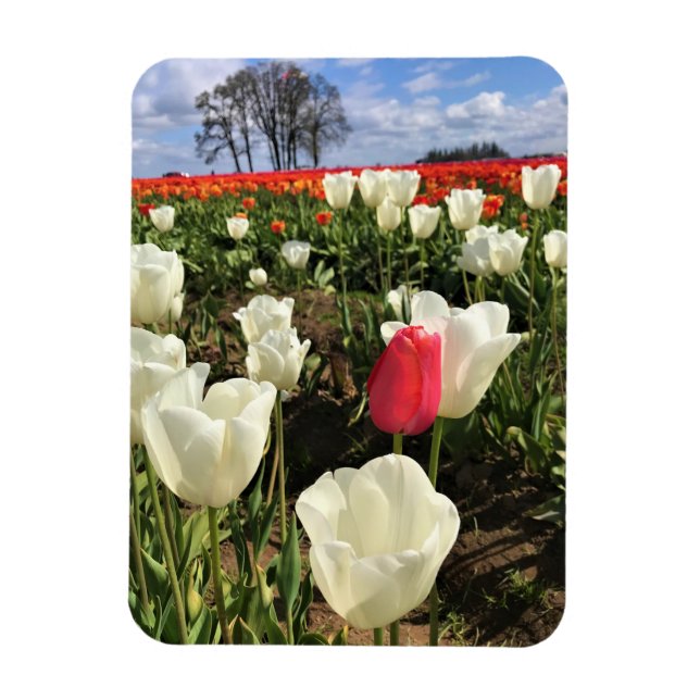 Íman Tulipa Rosa se Destacando, Oregon (Vertical)
