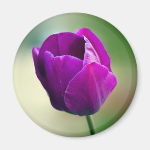 Íman Tulipa roxa