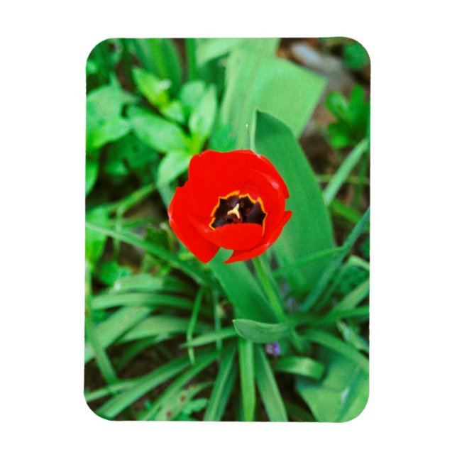 Íman tulipa vermelha (Vertical)