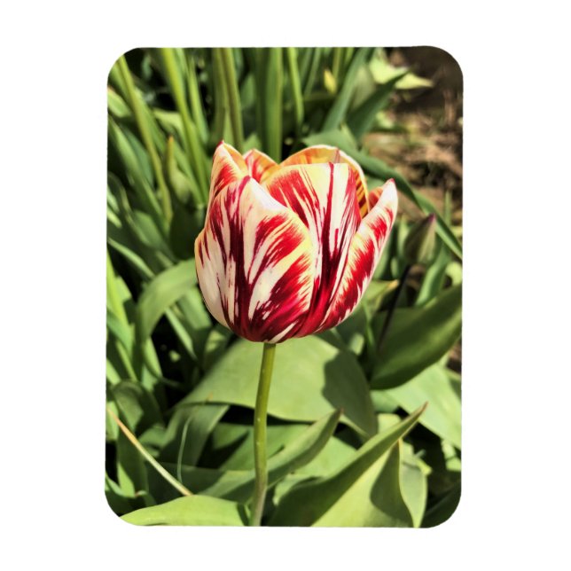 Íman Tulipa vermelha e branca (Vertical)