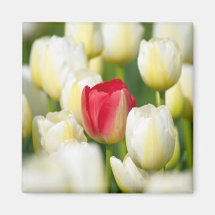 Íman Tulipa vermelha em um campo das tulipas brancas