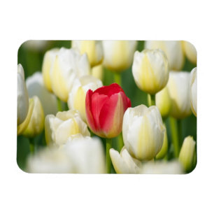 Íman Tulipa vermelha em um campo das tulipas brancas