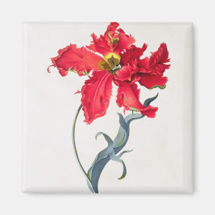 Íman Tulipa: Vermelho de Perroquet