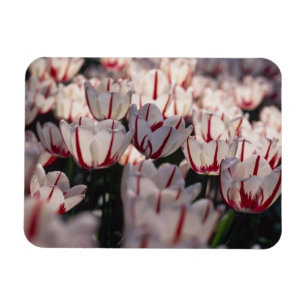 Íman Tulipas