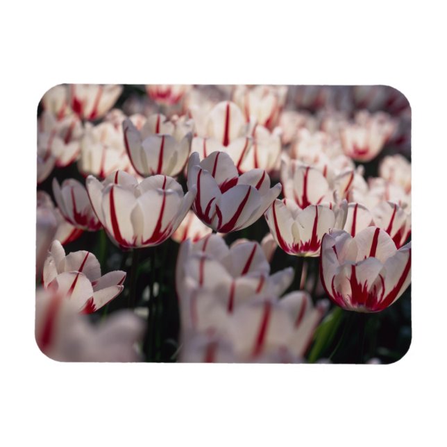 Íman Tulipas (Horizontal)
