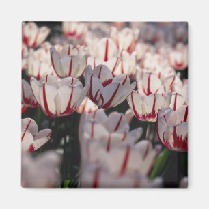 Íman Tulipas