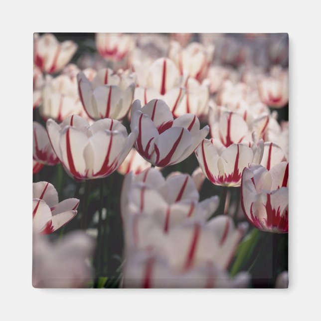 Íman Tulipas (Frente)