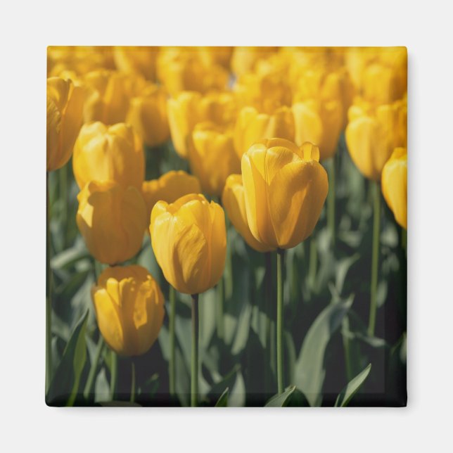 Íman Tulipas 3 (Frente)
