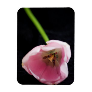 Íman Tulipas 3272