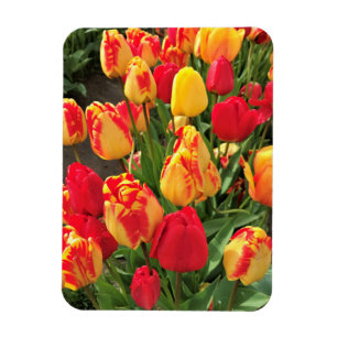 Íman Tulipas Amarelas e Vermelhas